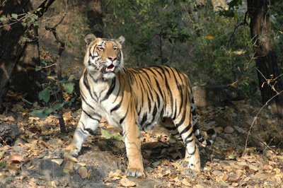 tiger
